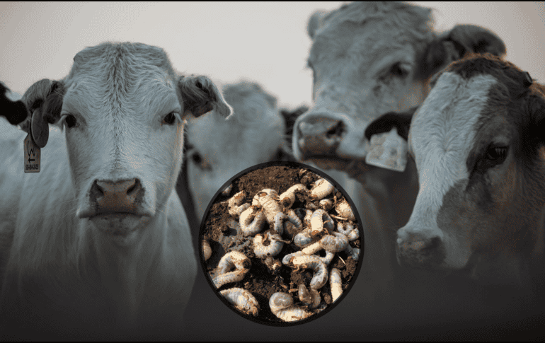 Estos últimos casos se ubicaron en los municipios de San Felipe, Sucilá, Tzucacab, Tekax, Akil, Tizimín, Peto, Umán, Mérida, Buctzotz y Temax. Pexels