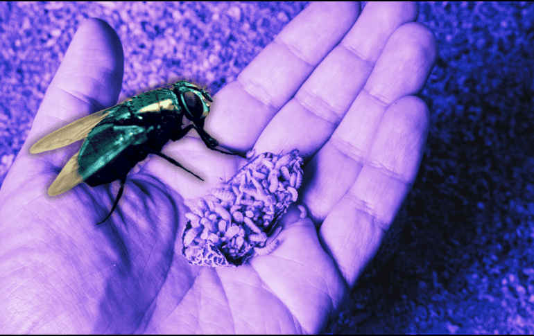 A medida que las larvas crecen, pueden provocar una sensación de movimiento debajo de la piel y causar dolor intenso. ESPECIAL / Canva