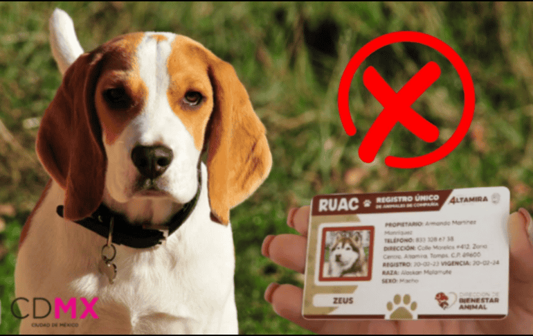 Las personas que cometan estas faltas a la ley podrán ser sujetas a sanciones económicas y cárcel. Canva/ESPECIAL