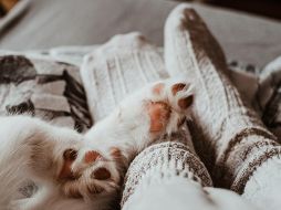 Lamer es una conducta instintiva en los perros, desde cachorros, utilizan el lamido como una forma de comunicación y vínculo con su madre y sus hermanos. Unsplash