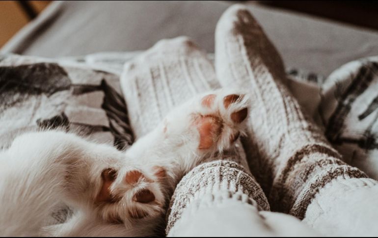 Lamer es una conducta instintiva en los perros, desde cachorros, utilizan el lamido como una forma de comunicación y vínculo con su madre y sus hermanos. Unsplash