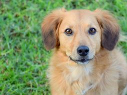 La Secretaría del Medio Ambiente exhorta e invita a las y los ciudadanos a realizar el registro de sus animales de compañía. CANVA/ ESPECIAL