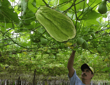 Los cocineros que retiran la piel del chayote lo hacen porque permite una mejor digestión. EL INFORMADOR / ARCHIVO