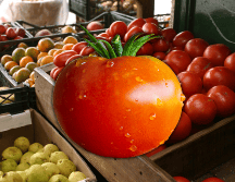 Los principales componentes del jitomate son el agua y los hidratos de carbono. También destaca su contenido de vitaminas A y C. EL INFORMADOR / ARCHIVO