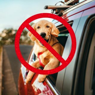 Irán prohíbe paseos de perros, cierra veterinarias y decomisa vehículos donde viajan