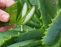 La clave para un uso seguro de la sábila es tomar en cuenta sus efectos secundarios. ESPECIAL / CANVA