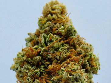 El cannabis medicinal ha aumentado su popularidad en los últimos años debido a los múltiples estudios que se han realizado. UNSPLASH/ @robwarner.