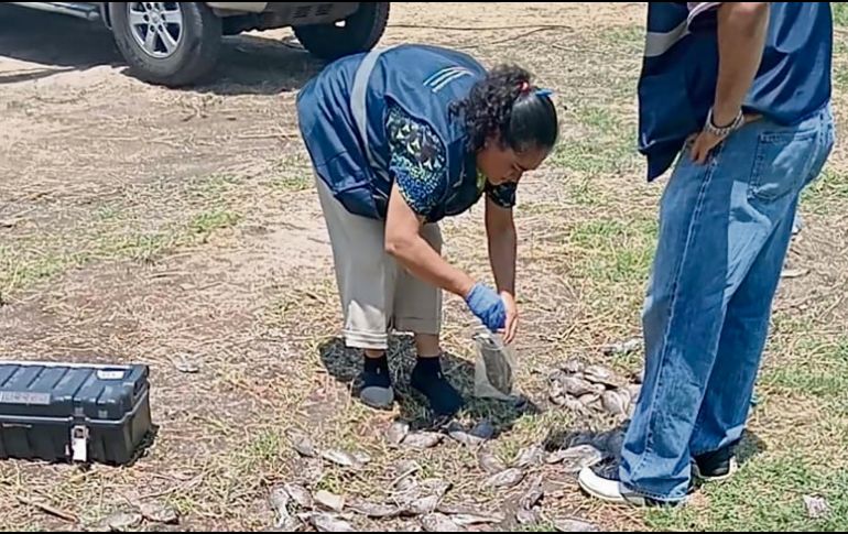 Autoridades descartan causas tóxicas en la muerte de los peces. ESPECIAL