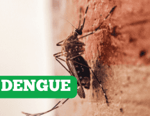 Estas son las colonias del Área Metropolitana de Guadalajara en donde más casos de dengue se han registrado en el 2025.