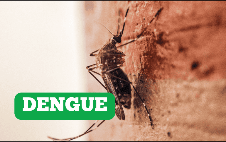 Estas son las colonias del Área Metropolitana de Guadalajara en donde más casos de dengue se han registrado en el 2025.