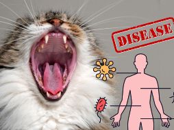 Con los cuidados adecuados, la convivencia con gatos no solo es segura, sino también beneficiosa para la salud emocional y mental.  CANVA