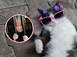 Este caso particular no solo revela lo rigurosas que pueden ser las normas sobre animales domésticos en Suiza, sino que también ilustra cómo una aparente muestra de afecto hacia un gato ajeno puede derivar en una compleja batalla legal con consecuencias reales para las partes involucradas. CANVA