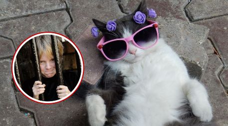 Este caso particular no solo revela lo rigurosas que pueden ser las normas sobre animales domésticos en Suiza, sino que también ilustra cómo una aparente muestra de afecto hacia un gato ajeno puede derivar en una compleja batalla legal con consecuencias reales para las partes involucradas. CANVA