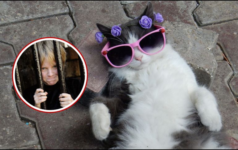 Este caso particular no solo revela lo rigurosas que pueden ser las normas sobre animales domésticos en Suiza, sino que también ilustra cómo una aparente muestra de afecto hacia un gato ajeno puede derivar en una compleja batalla legal con consecuencias reales para las partes involucradas. CANVA