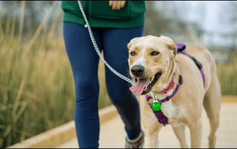 Los charcos pueden representar un peligro para tu perro durante su paseo. ESPECIAL