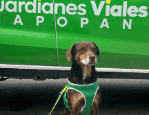 Uno de los Guardianes decidió adoptarlo comprometiéndose con su cuidado y bienestar. CORTESÍA.