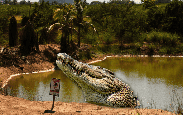 En este época del año, por las lluvias, es común la proliferación de cocodrilos en este tipo de zonas debido a que con la crecida de ríos y cuerpos de agua es más fácil su movilización para la búsqueda de alimento. NTX / ARCHIVO