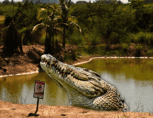 En este época del año, por las lluvias, es común la proliferación de cocodrilos en este tipo de zonas debido a que con la crecida de ríos y cuerpos de agua es más fácil su movilización para la búsqueda de alimento. NTX / ARCHIVO