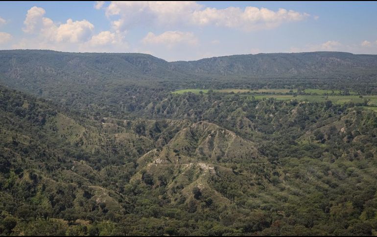 En el bosque La Primavera se han presentado 49 incendios forestales en lo que va del año, con una afectación de poco más de mil 900 hectáreas.