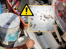 Los casos de dengue aumentan durante la temporada de lluevias, segun información del Centro Nacional de Prevención de Desastres. EL INFORMADOR / AP / ARCHIVO