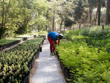 De acuerdo con el gobernador de Jalisco, Pablo Lemus Navarro, como parte de las jornadas de reforestación de este 2025 se prevé plantar un total de 136 mil árboles. EL INFORMADOR/ARCHIVO