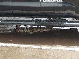 Tres cocodrilos reportados en zonas urbanas de Puerto Vallarta fueron reubicados a su hábitat. ESPECIAL / FACEBOOK Comisaría de Seguridad Pública de Puerto Vallarta