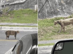 Esto ha generado preocupación por la creciente presencia de fauna silvestre en zonas habitadas. ESPECIAL