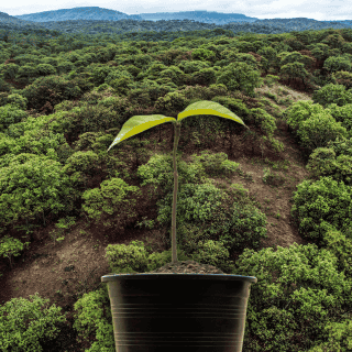 Estos puntos del AMG tendrán una reforestación masiva