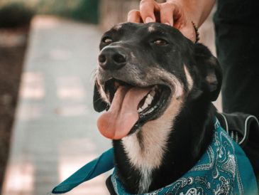 El CTC brinda atención médica, alimentación y refugio a decenas de perros que ahora tienen la oportunidad de ser adoptados. Canva