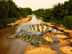 Sugieren no pasear en horarios de alta actividad para los cocodrilos, como son el amanecer y el anochecer. NTX / ARCHIVO