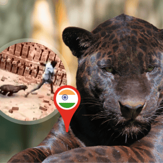 Hombre lucha contra un leopardo y lanzan ladrillos para ayudar (VIDEO)