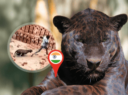 El animal fue tranquilizado y capturado por oficiales forestales y policías del lugar. ESPECIAL