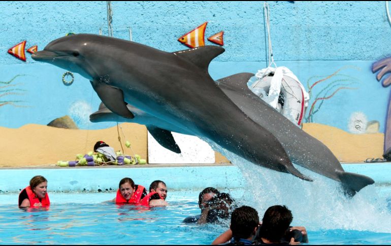 En México hay más de 350 delfines en cautiverio. EL INFORMADOR/ ARCHIVO