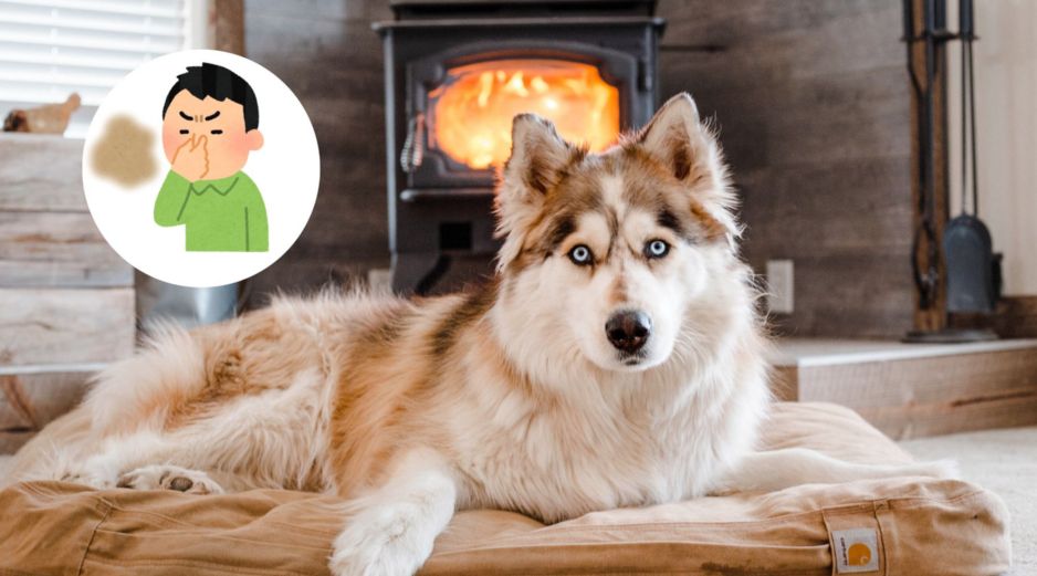 Te recomendamos no utilizar lejía ni amoníaco debido a que estos productos incitan a los perros a hacer sus necesidades en el mismo sitio. CANVA