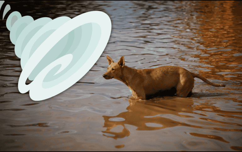 De continuar su evolución, aunque habrá que observar las condiciones meteorológicas en los siguientes días, este fenómeno podría darle forma a 