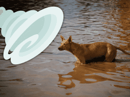 De continuar su evolución, aunque habrá que observar las condiciones meteorológicas en los siguientes días, este fenómeno podría darle forma a 