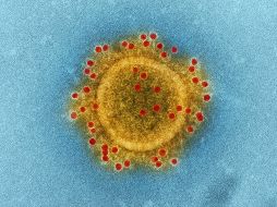 Por ejemplo, la hipótesis de que el virus de la COVID-19 se originara por una fuga en un laboratorio continúa sin poder ser descartada. UNSPLASH / CDC