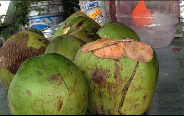 El agua de coco es rica en carbohidratos, electrolitos como potasio, sodio y magnesio, y se utiliza frecuentemente para tratar la deshidratación. NTX / ARCHIVO