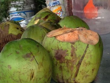 El agua de coco es rica en carbohidratos, electrolitos como potasio, sodio y magnesio, y se utiliza frecuentemente para tratar la deshidratación. NTX / ARCHIVO