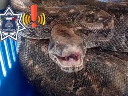 Una boa constrictor fue rescatada de un domicilio de Guadalajara. ESPECIAL / FACEBOOK Policía de Guadalajara