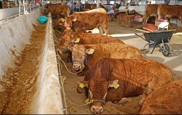Ganado bovino en pastoreo en Jalisco, una de las regiones más importantes para la producción pecuaria en México. EL INFORMADOR