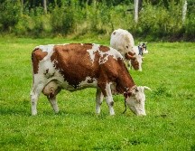 Aunque Jalisco no exporta ganado si es el segundo productor más importante del país. Unsplash