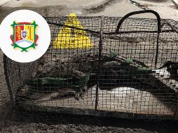 Bomberos de Nayarit capturaron un cocodrilo que se encontraba en las calles de Tepic. ESPECIAL / FACEBOOK  Protección Ciudadana y Bomberos de Nayarit.