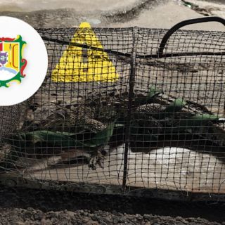 Bomberos de Nayarit reubican a cocodrilo en Tepic