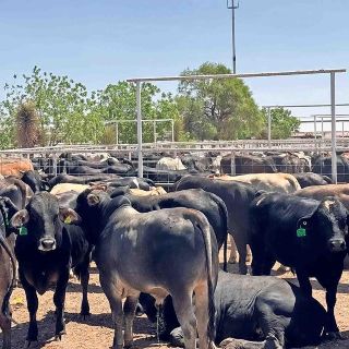 Miles de cabezas de ganado en Chihuahua están listas para cruzar a EU