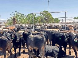 La reapertura es resultado de los acuerdos alcanzados entre la secretaria de Agricultura de Estados Unidos, Jennifer Moffitt Rawlings, y el subsecretario mexicano Julio Berdegué. SUN/ARCHIVO