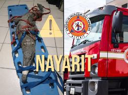 Dos reptiles desorientados en zonas urbanas de Nayarit fueron reubicados por Bomberos del estado. ESPECIAL / FACEBOOK Secretaría de Seguridad y Protección Ciudadana de Nayarit