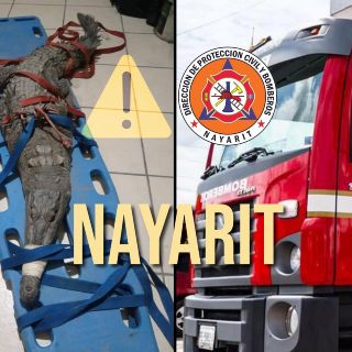 Bomberos de Nayarit reubican cocodrilo que se encontraba en las calles