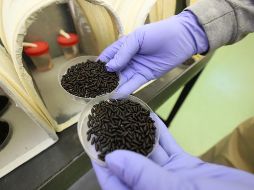 El secretario de Salud hizo hincapié en la importancia de no tener heridas descubiertas y mantenerlas limpias para evitar que la mosca deposite sus huevos. AP