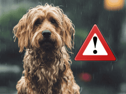 La Secretaría de Seguridad Ciudadana (SSC) de la ciudad de México emitió una serie de recomendaciones para quienes son dueños de perros. ESPECIAL